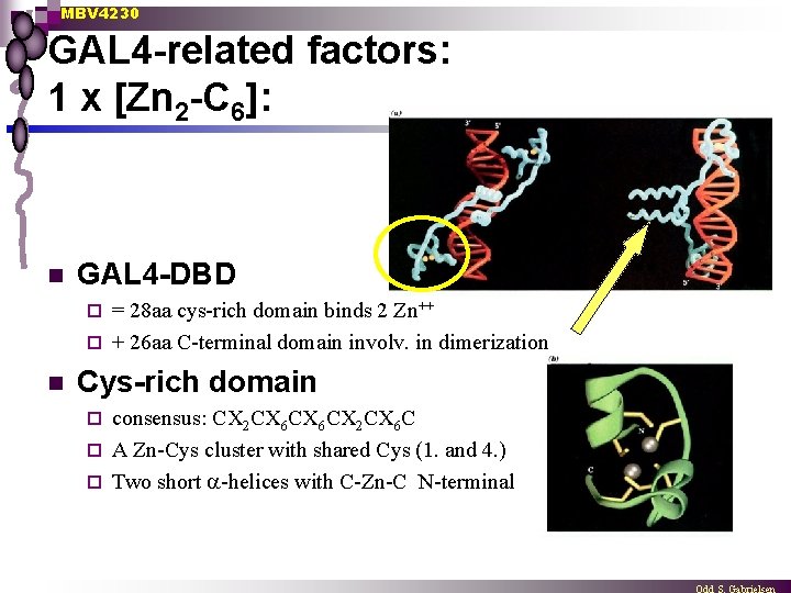 MBV 4230 GAL 4 -related factors: 1 x [Zn 2 -C 6]: n GAL