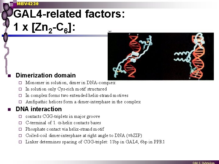 MBV 4230 GAL 4 -related factors: 1 x [Zn 2 -C 6]: n Dimerization