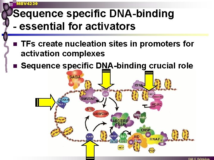 MBV 4230 Sequence specific DNA-binding - essential for activators n n TFs create nucleation