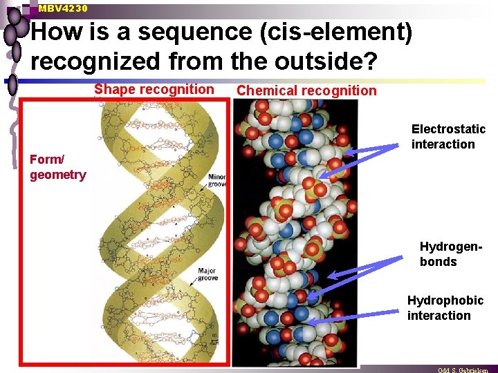 MBV 4230 How is a sequence (cis-element) recognized from the outside? Shape recognition Chemical