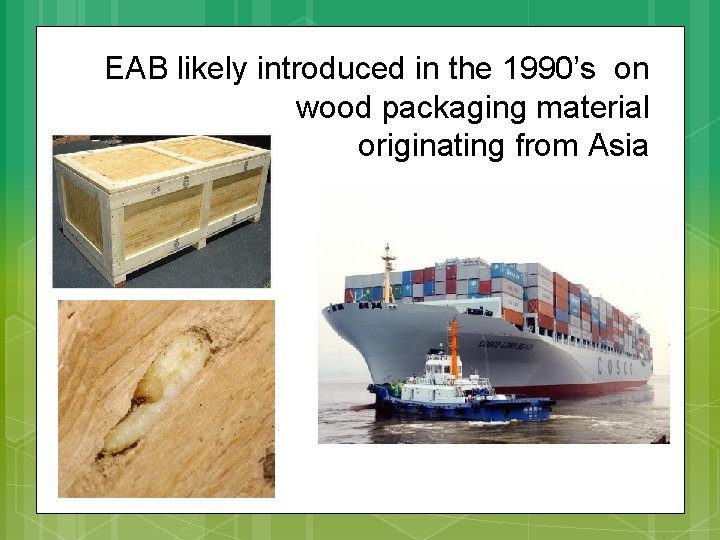 EAB likely introduced in the 1990’s on wood packaging material originating from Asia 