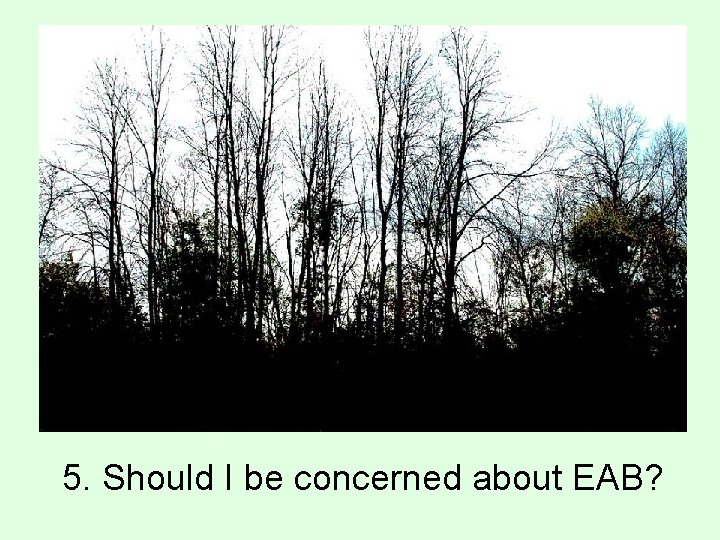 5. Should I be concerned about EAB? 