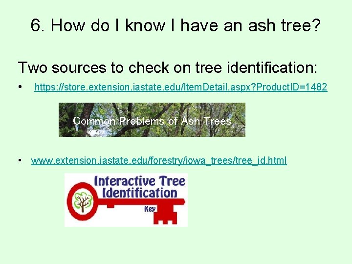 6. How do I know I have an ash tree? Two sources to check