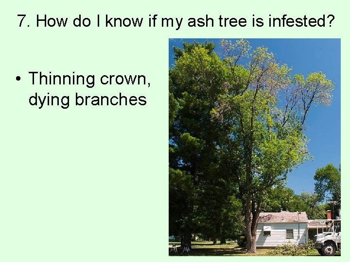 7. How do I know if my ash tree is infested? • Thinning crown,