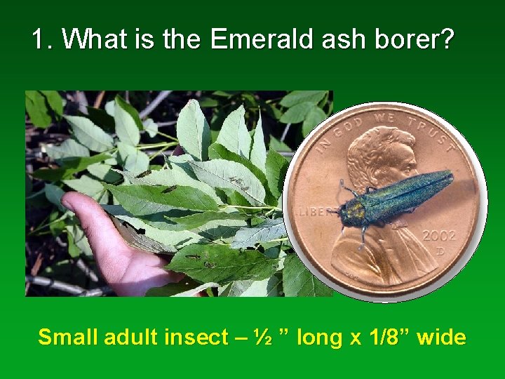 1. What is the Emerald ash borer? Small adult insect – ½ ” long