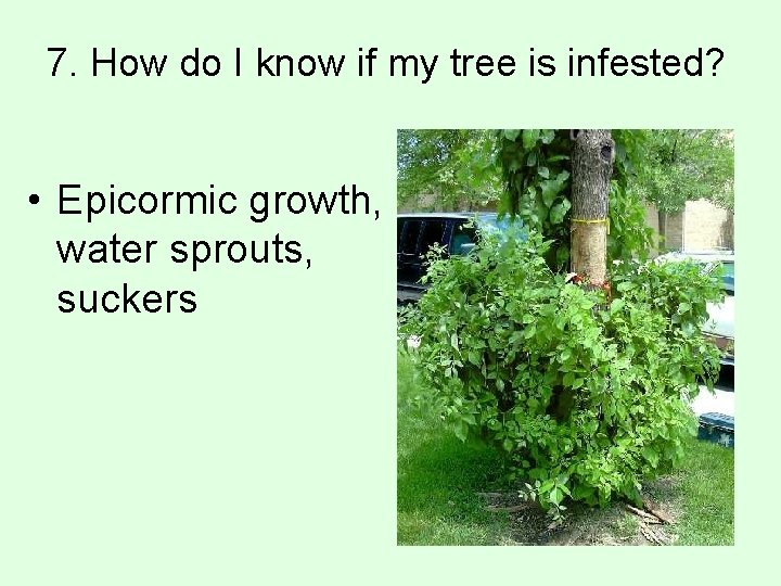 7. How do I know if my tree is infested? • Epicormic growth, water