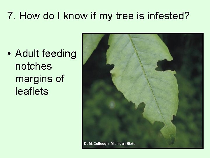 7. How do I know if my tree is infested? • Adult feeding notches