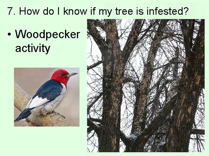 7. How do I know if my tree is infested? • Woodpecker activity 