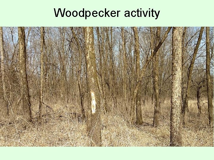 Woodpecker activity 