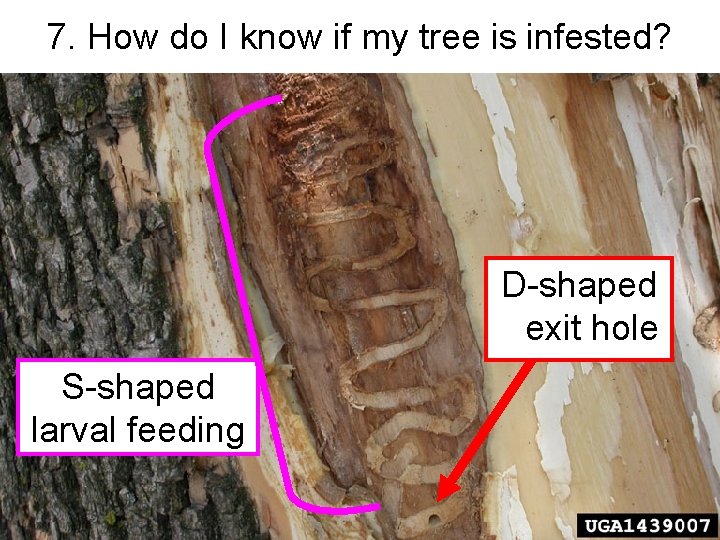 7. How do I know if my tree is infested? D-shaped exit hole S-shaped