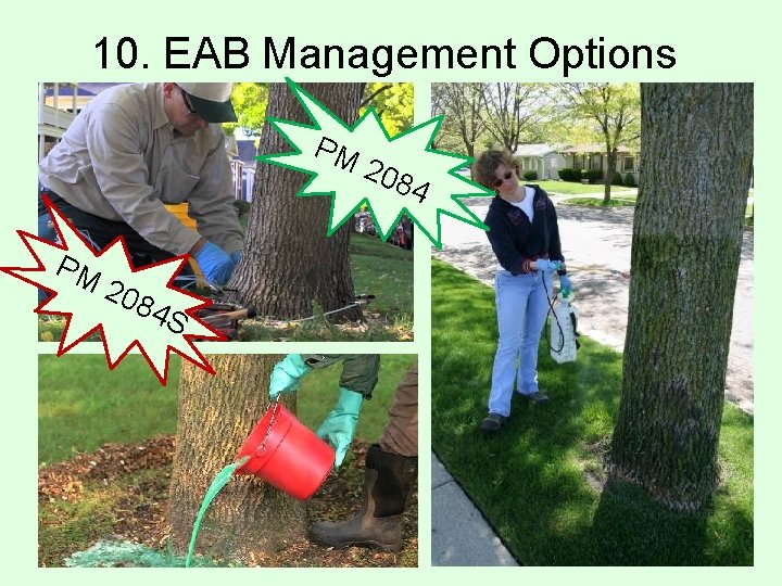 10. EAB Management Options PM PM 208 4 S 208 4 