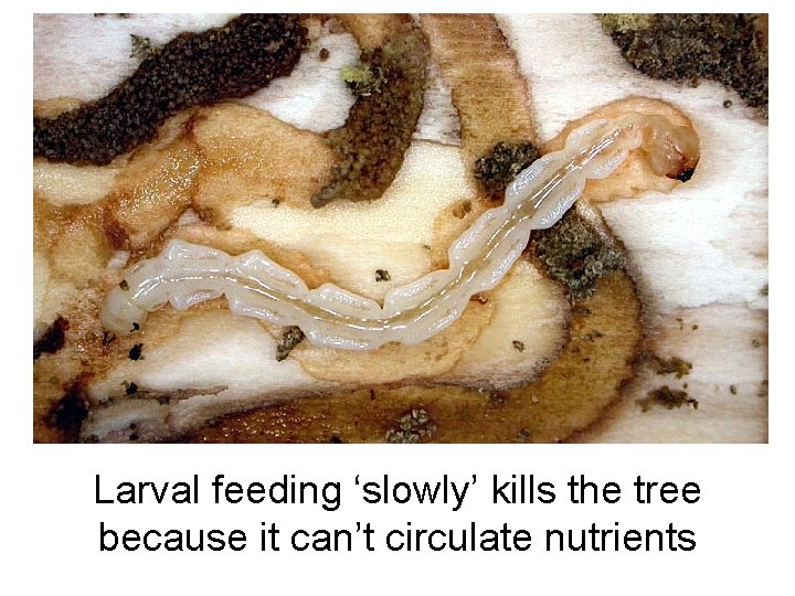 Larval feeding ‘slowly’ kills the tree because it can’t circulate nutrients 