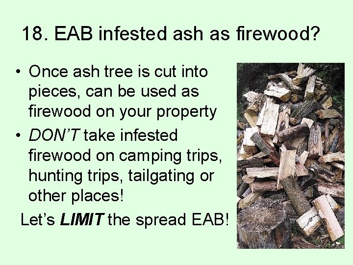 18. EAB infested ash as firewood? • Once ash tree is cut into pieces,
