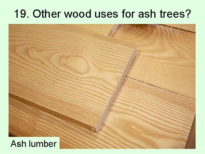 19. Other wood uses for ash trees? Ash lumber 