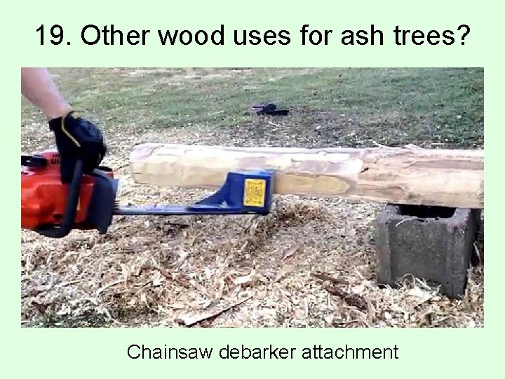 19. Other wood uses for ash trees? Chainsaw debarker attachment 