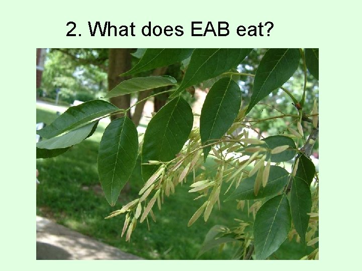 2. What does EAB eat? 