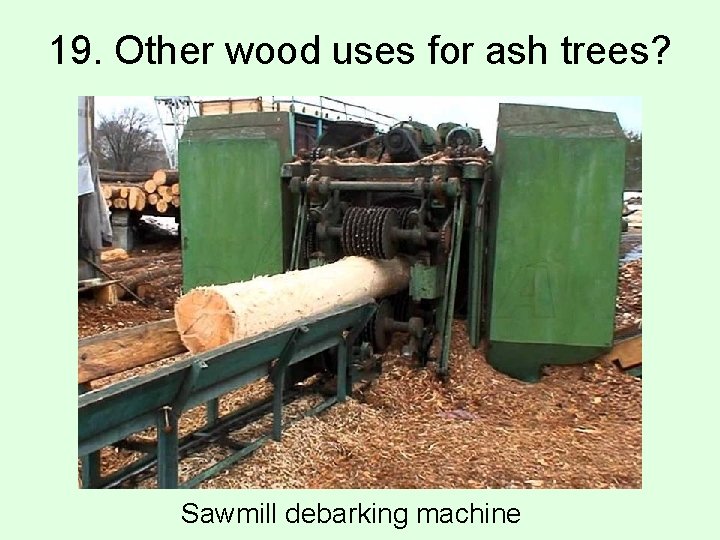 19. Other wood uses for ash trees? Sawmill debarking machine 