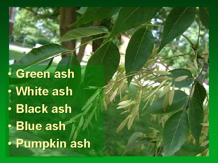  • Green ash • White ash • Black ash • Blue ash •