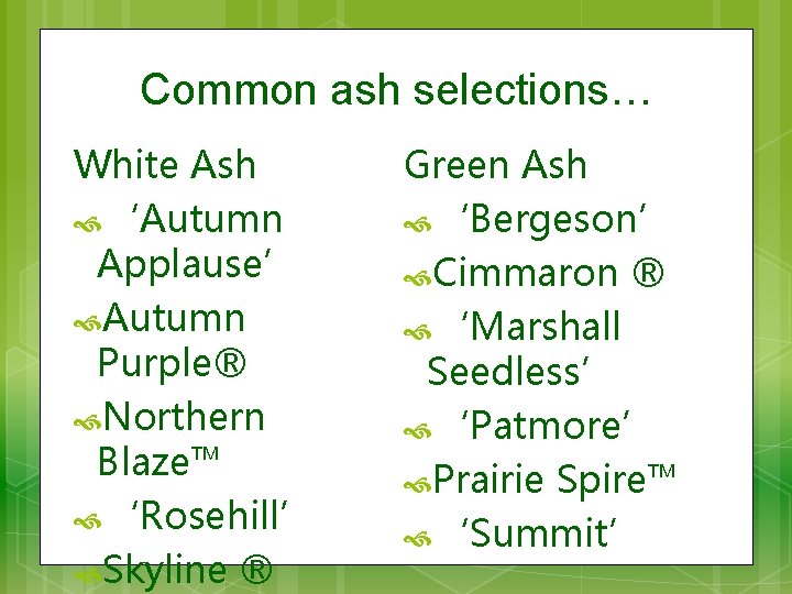 Common ash selections… White Ash ‘Autumn Applause’ Autumn Purple® Northern Blaze™ ‘Rosehill’ Skyline ®