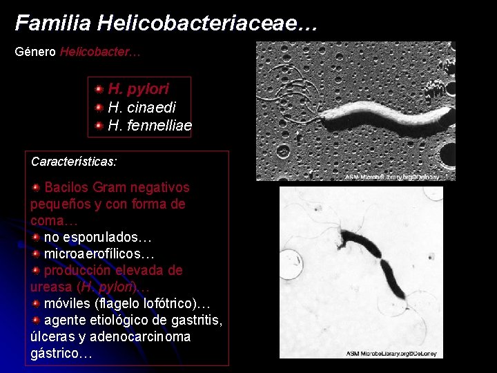 Familia Helicobacteriaceae… Género Helicobacter… H. pylori H. cinaedi H. fennelliae Características: Bacilos Gram negativos