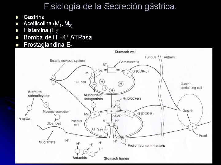 Fisiología de la Secreción gástrica. l l l Gastrina Acetilcolina (M 1, M 3)