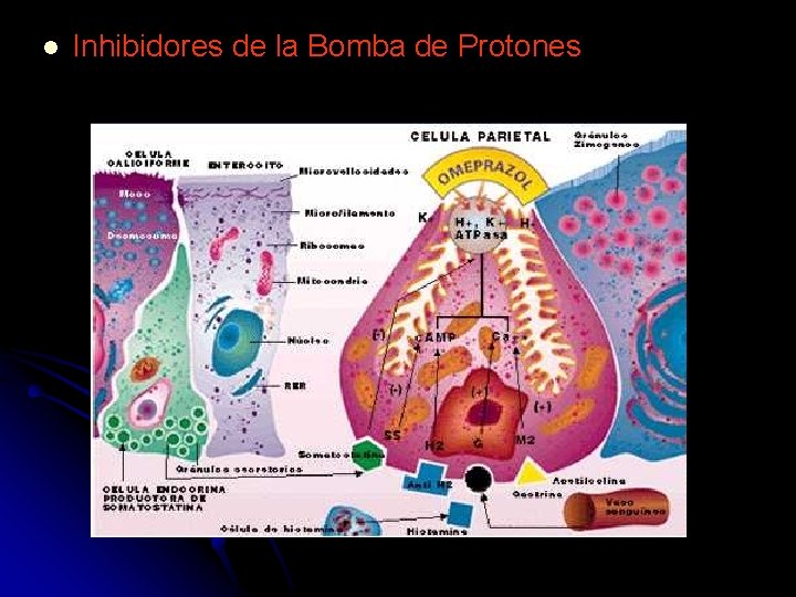 l Inhibidores de la Bomba de Protones 