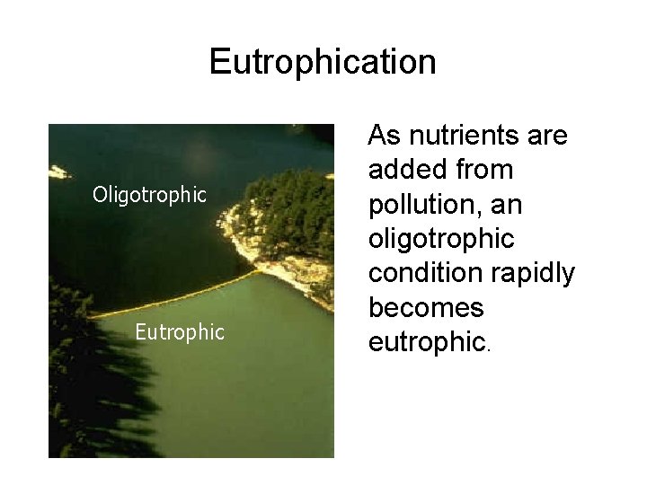 Eutrophication Oligotrophic Eutrophic As nutrients are added from pollution, an oligotrophic condition rapidly becomes