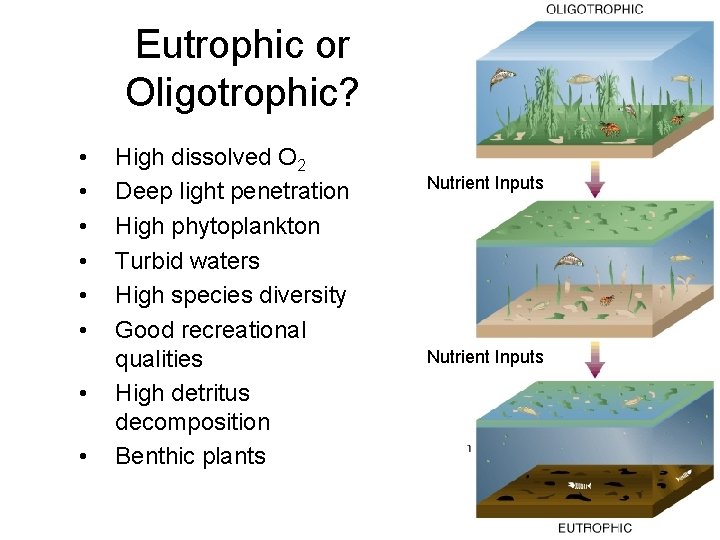 Eutrophic or Oligotrophic? • • High dissolved O 2 Deep light penetration High phytoplankton