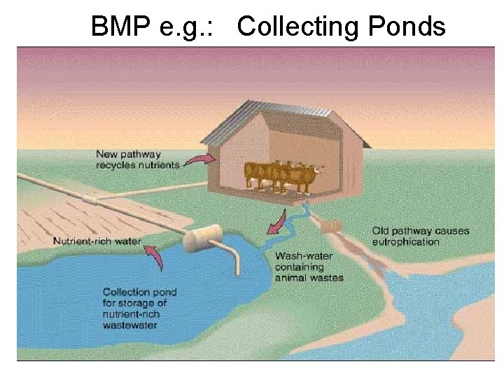BMP e. g. : Collecting Ponds 