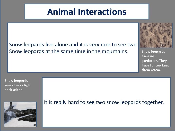 Animal Interactions Snow leopards live alone and it is very rare to see two