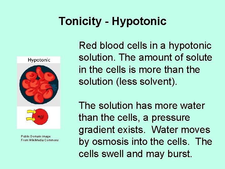 Tonicity - Hypotonic Red blood cells in a hypotonic solution. The amount of solute