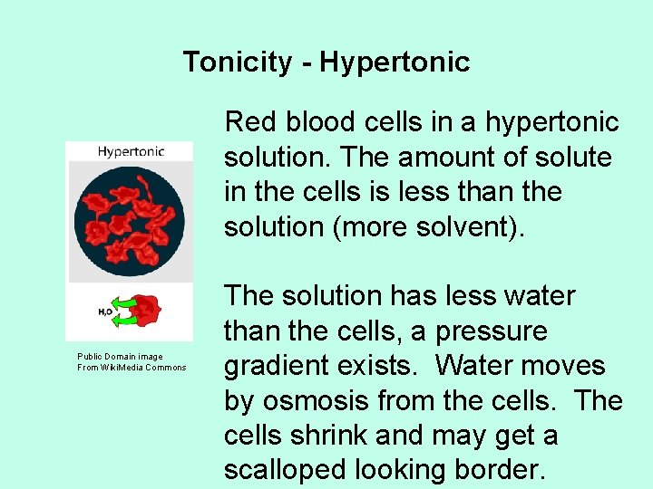 Tonicity - Hypertonic Red blood cells in a hypertonic solution. The amount of solute