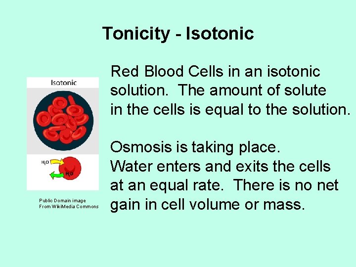 Tonicity - Isotonic Red Blood Cells in an isotonic solution. The amount of solute