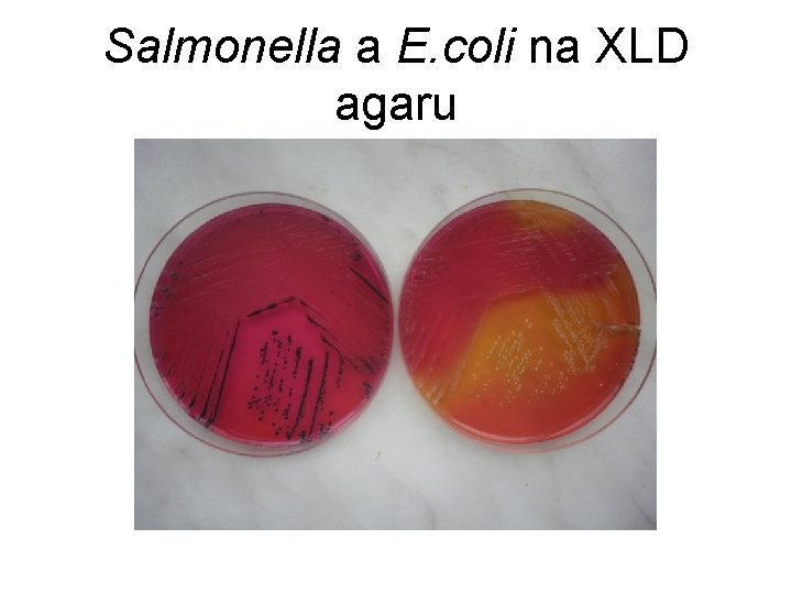 Salmonella a E. coli na XLD agaru 