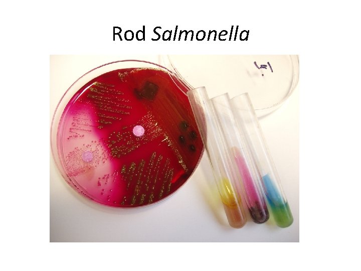 Rod Salmonella 