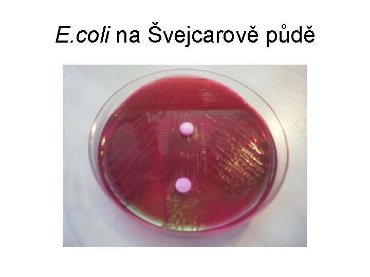 E. coli na Švejcarově půdě 
