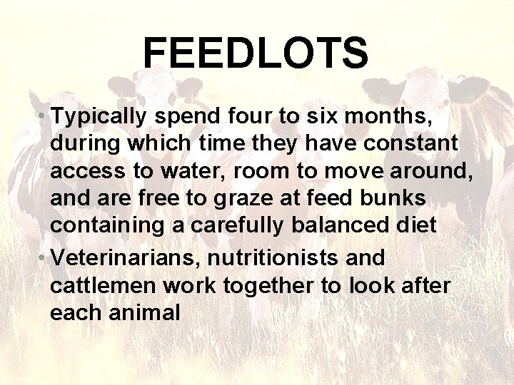 FEEDLOTS • Typically spend four to six months, during which time they have constant