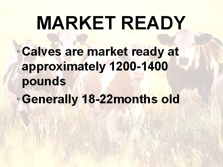 MARKET READY • Calves are market ready at approximately 1200 -1400 pounds • Generally