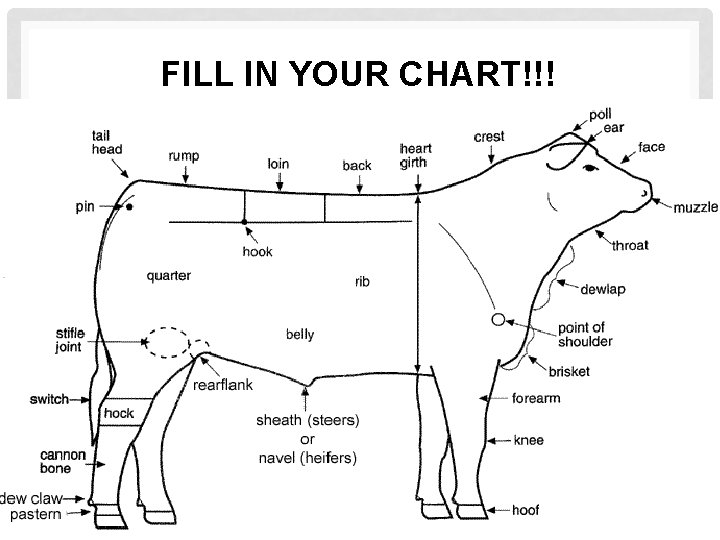 FILL IN YOUR CHART!!! 