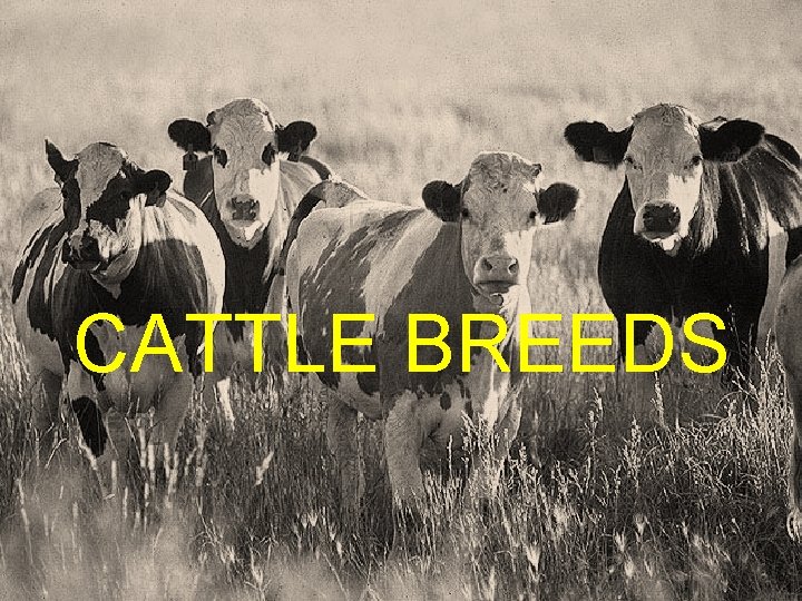 CATTLE BREEDS 