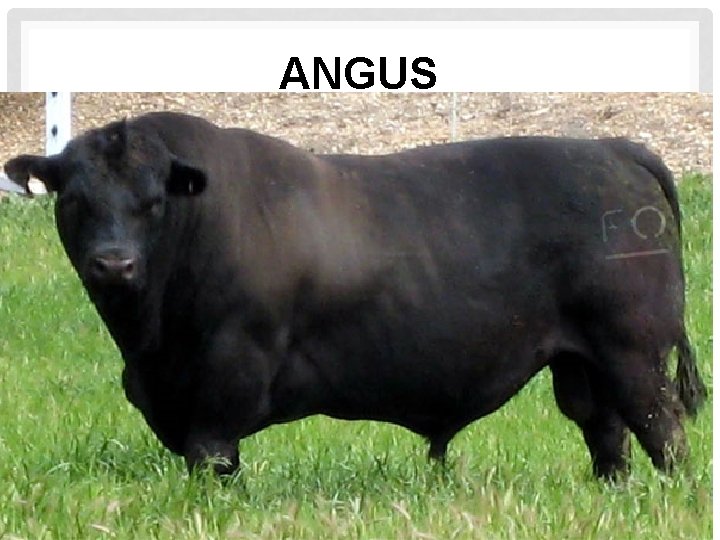 ANGUS 