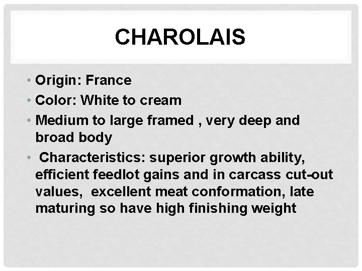CHAROLAIS • Origin: France • Color: White to cream • Medium to large framed