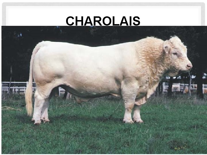 CHAROLAIS 