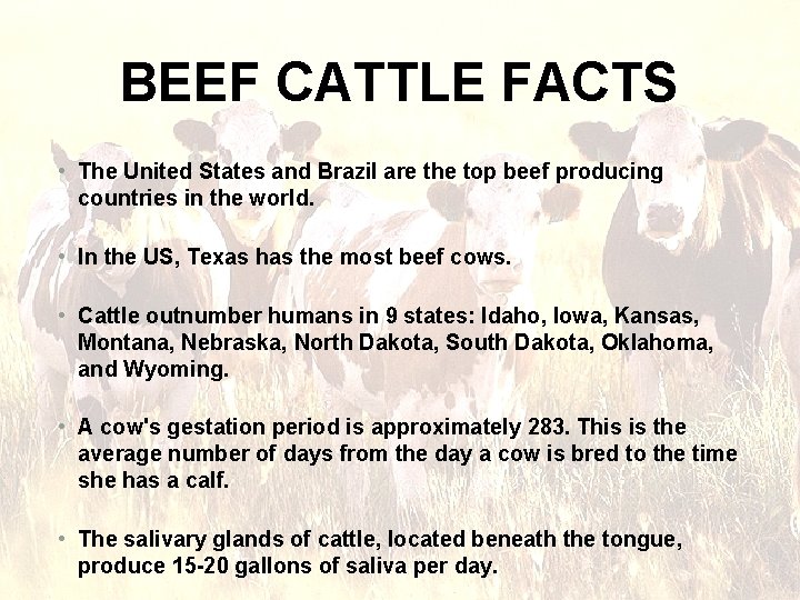 BEEF CATTLE FACTS • The United States and Brazil are the top beef producing