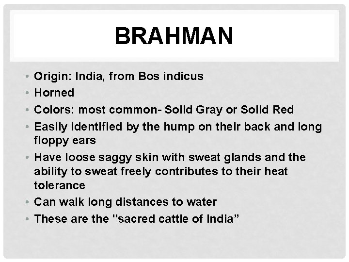 BRAHMAN • • Origin: India, from Bos indicus Horned Colors: most common- Solid Gray