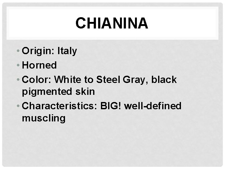 CHIANINA • Origin: Italy • Horned • Color: White to Steel Gray, black pigmented