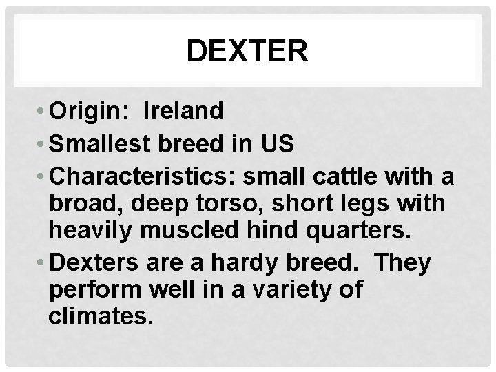 DEXTER • Origin: Ireland • Smallest breed in US • Characteristics: small cattle with