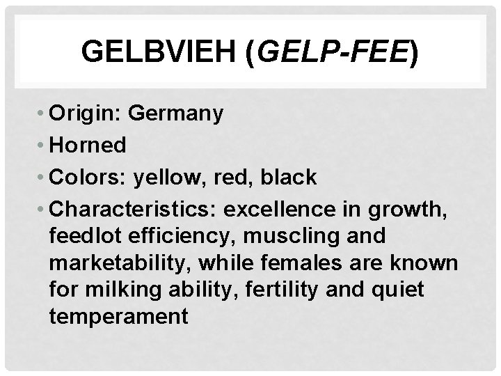 GELBVIEH (GELP-FEE) • Origin: Germany • Horned • Colors: yellow, red, black • Characteristics: