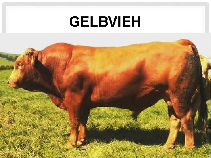 GELBVIEH 