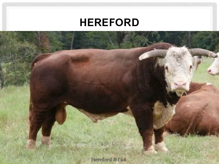 HEREFORD HEREFORD